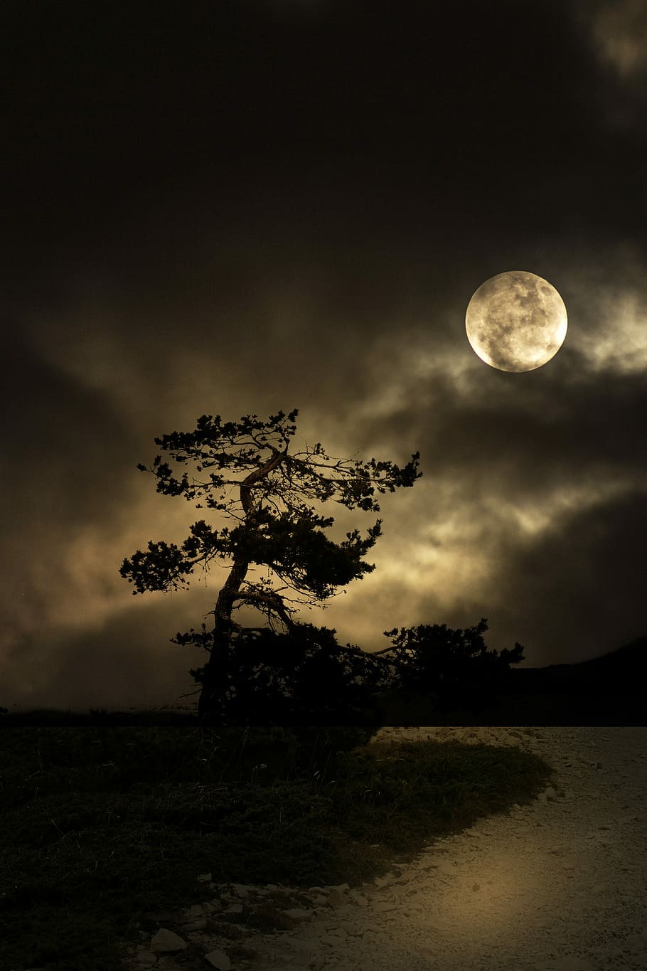 NASA and the Forest Service collaborate to provide seedlings for cultivating Artemis ‘moon trees’